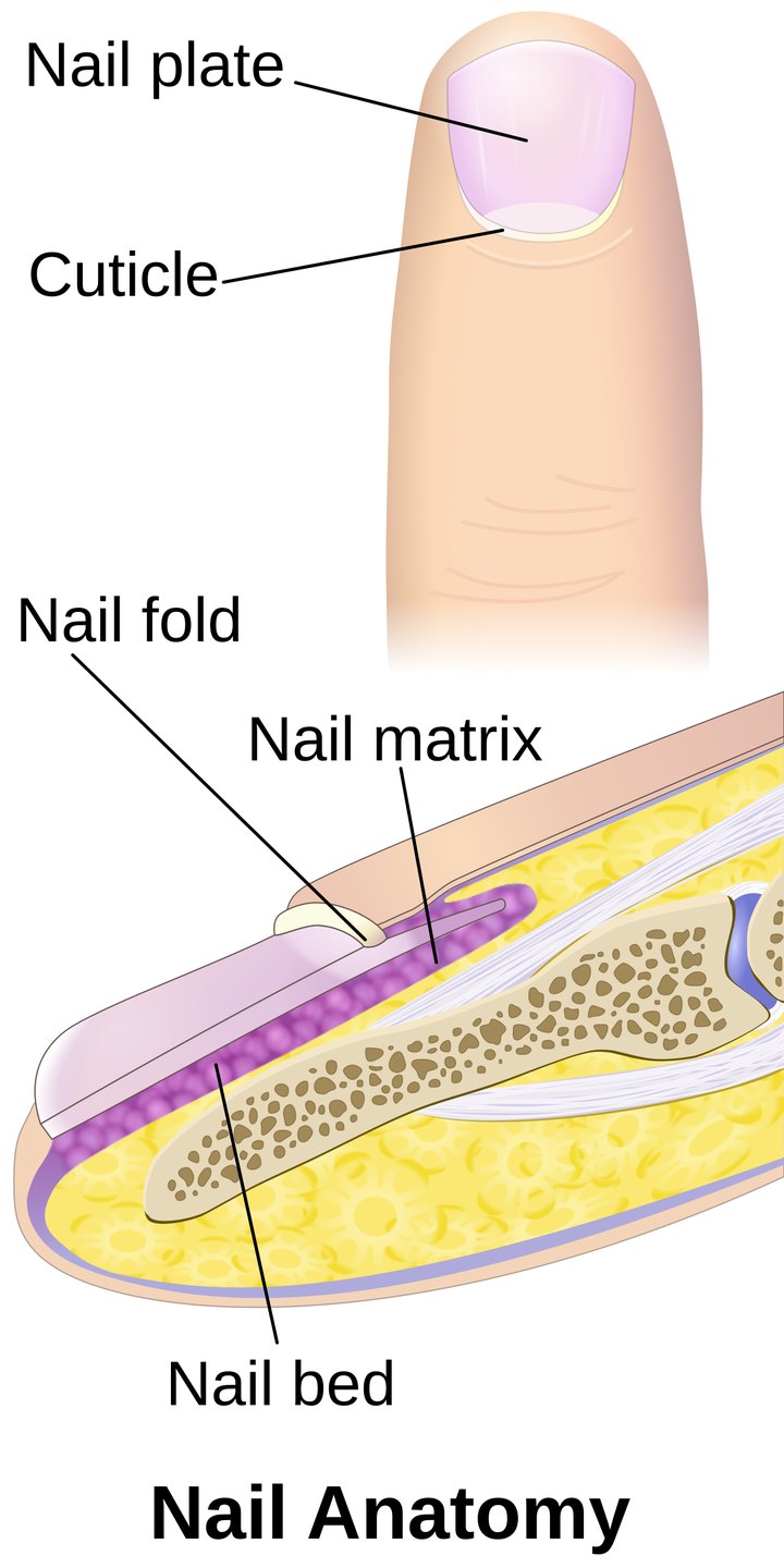Diagram of nail anatomy showing the nail plate, cuticle, nail fold, nail matrix and nail bed